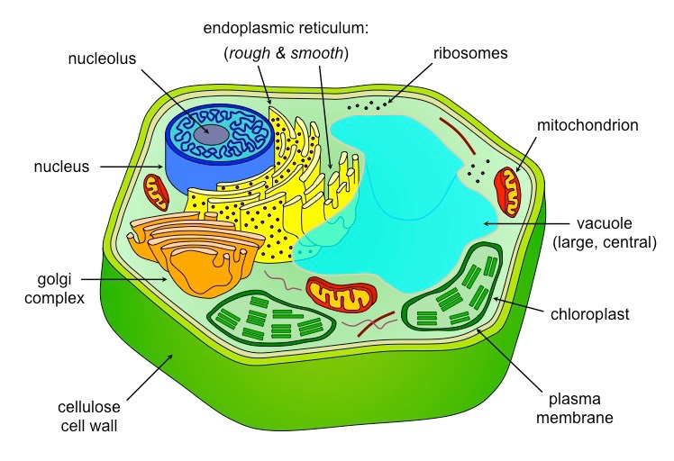 IB DP Biology Topic 1: Cell biology 1.2 Ultrastructure of ...