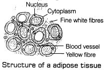 cbse-sample-papers-for-class-11-biology-solved-2016-set-1-15