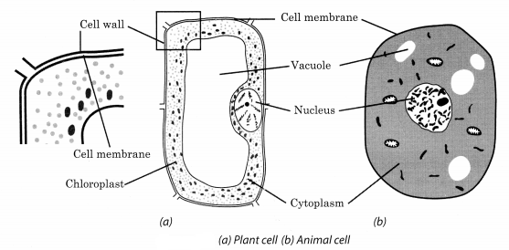 Class 8 Science Chapter 8 Cell Structure and Functions