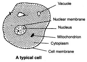 NCERT Solutions for Class 8 Science Chapter 8 Cell Structure and Functions 1 Mark Q18