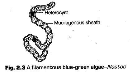 biological-classification-cbse-notes-class-11-biology-6