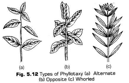 morphology-of-flowering-plants-cbse-notes-for-class-11-biology-12