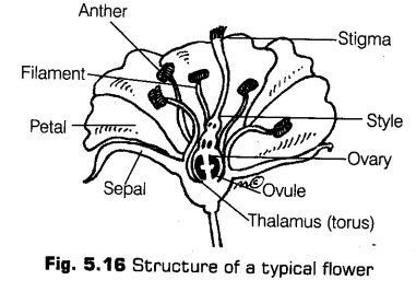 morphology-of-flowering-plants-cbse-notes-for-class-11-biology-16