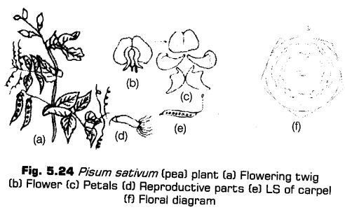 morphology-of-flowering-plants-cbse-notes-for-class-11-biology-32
