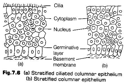 structural-organisation-in-animals-cbse-notes-for-class-11-biology-5
