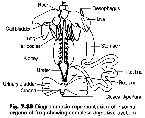 structural-organisation-in-animals-cbse-notes-for-class-11-biology-39