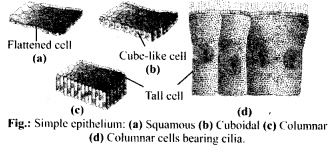 NCERT Solutions For Class 11 Biology Structural Organisation in Animals Q11