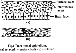 NCERT Solutions For Class 11 Biology Structural Organisation in Animals Q11.3