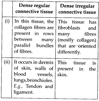 NCERT Solutions For Class 11 Biology Structural Organisation in Animals Q12.3