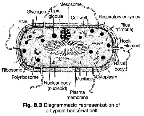 cell-unit-life-cbse-notes-class-11-biology-3