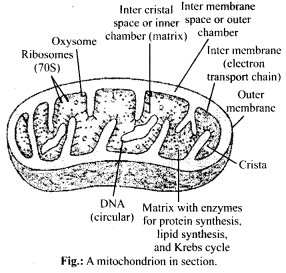 NCERT Solutions For Class 11 Biology Cell The Unit of Life Q7