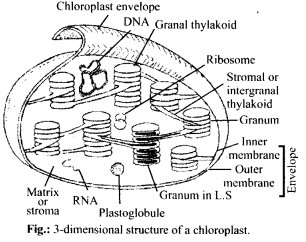 NCERT Solutions For Class 11 Biology Cell The Unit of Life Q7.1