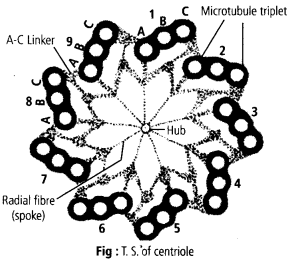 NCERT Solutions For Class 11 Biology Cell The Unit of Life Q13.1