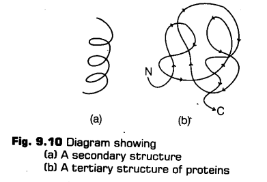 biomolecules-cbse-notes-for-class-11-biology-19