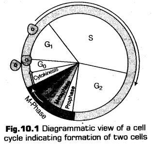 cell-cycle-and-cell-division-cbse-notes-for-class-11-biology-1