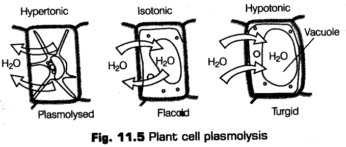 transport-in-plants-cbse-notes-for-class-11-biology-115