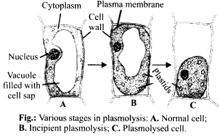 NCERT Solutions For Class 11 Biology Transport in Plants Q7