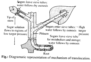 NCERT Solutions For Class 11 Biology Transport in Plants Q14
