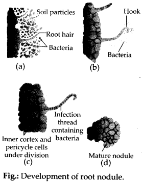 NCERT Solutions For Class 11 Biology Mineral Nutrition Q9