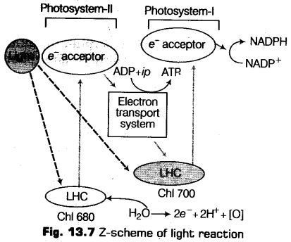 photosynthesis-higher-plants-cbse-notes-class-11-biology-10