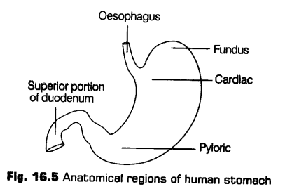 digestion-absorption-cbse-notes-class-11-biology-6