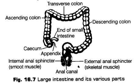 digestion-absorption-cbse-notes-class-11-biology-8
