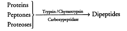 digestion-absorption-cbse-notes-class-11-biology-14