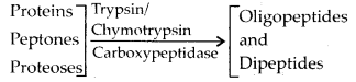 NCERT Solutions For Class 11 Biology Digestion and Absorption Q4