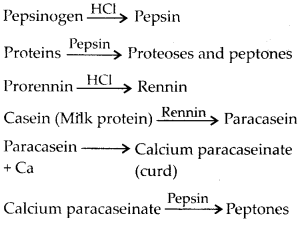 NCERT Solutions For Class 11 Biology Digestion and Absorption Q5