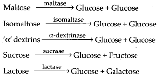 NCERT Solutions For Class 11 Biology Digestion and Absorption Q9.2