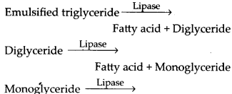NCERT Solutions For Class 11 Biology Digestion and Absorption Q11.1