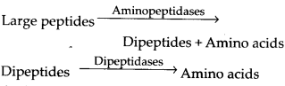 NCERT Solutions For Class 11 Biology Digestion and Absorption Q12.3