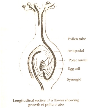 pollen tube and its functions
