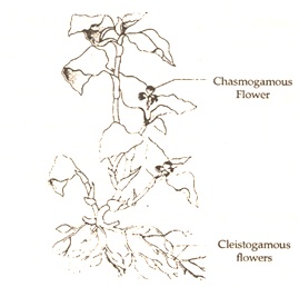 types of flower