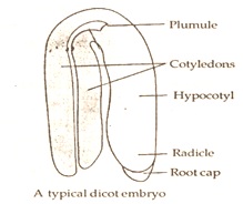 structure of typical dicot embryo