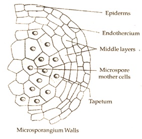 microsporangium wall formation 
