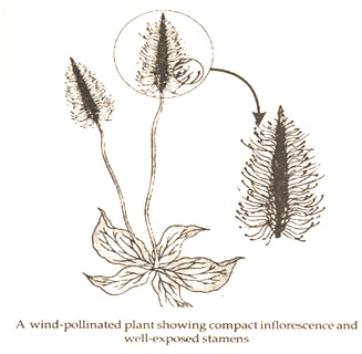 wind pollination and its effects