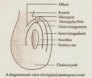 a typical anatropus ovule 