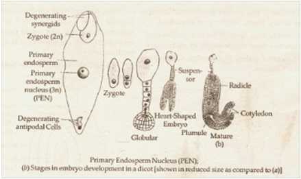  a fertilised embryo sac of an Angiosperm