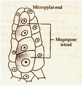 megaspore tetrad and micropyler end