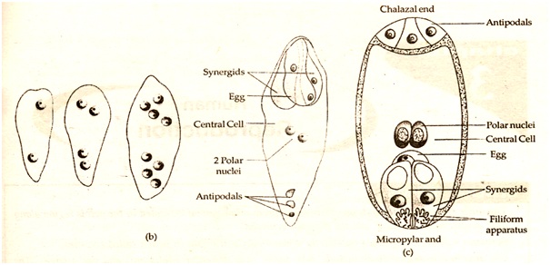 A diagrammatic representation of the mature embryo sac