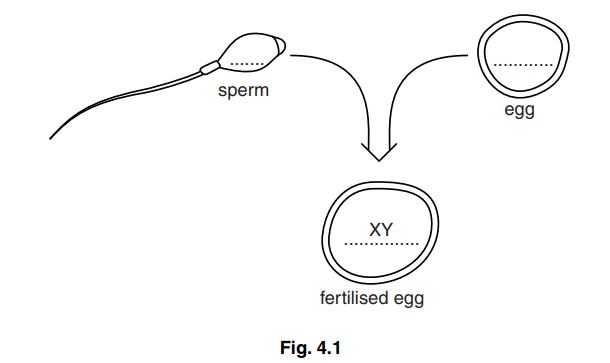 Igcse Biology 0610 164 Sexual Reproduction In Humans Igcse Style Questions Paper 2 8802