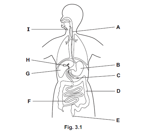 iGCSE Biology (0610)-7.2 Digestive system - iGCSE Style Questions Paper ...