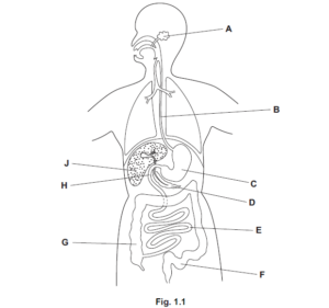 iGCSE Biology (0610)-7.2 Digestive system - iGCSE Style Questions Paper ...