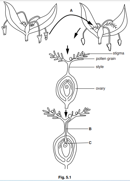 Igcse Biology 0610 163 Sexual Reproduction In Plants Igcse Style Questions Paper 3 Ibdp 9866