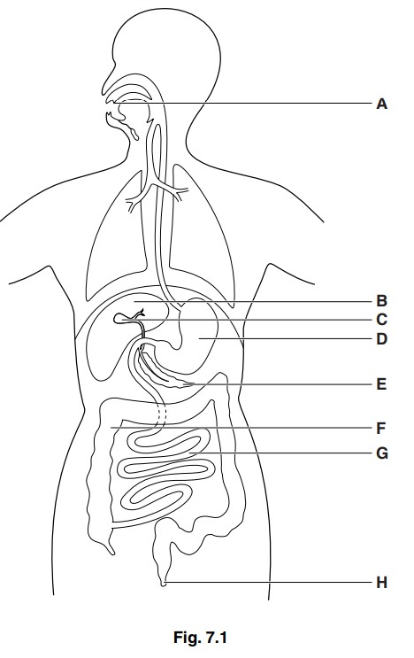iGCSE Biology (0610)-7.4 Chemical digestion - iGCSE Style Questions ...